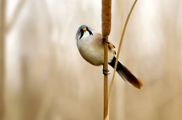 Bărbat Barbă Răsaduri Panurus Biarmicus — Fotografie, imagine de stoc