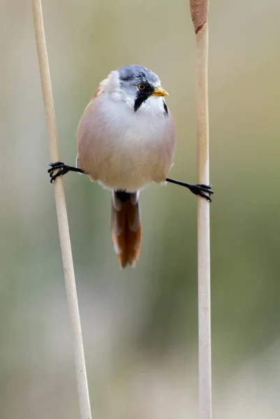 Sakallı baştankara erkek. Panurus biarmicus
