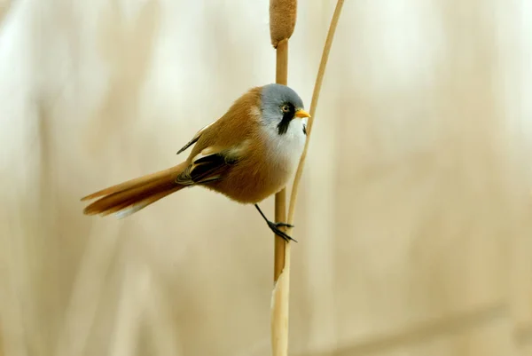 ヒゲガラの男性 Panurus Biarmicus — ストック写真