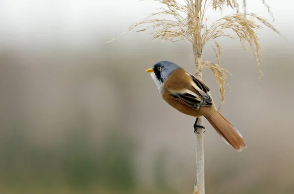 Homem Reedling Barbudo Panurus Biarmicus — Fotografia de Stock