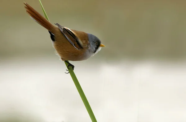 Homem Reedling Barbudo Panurus Biarmicus — Fotografia de Stock