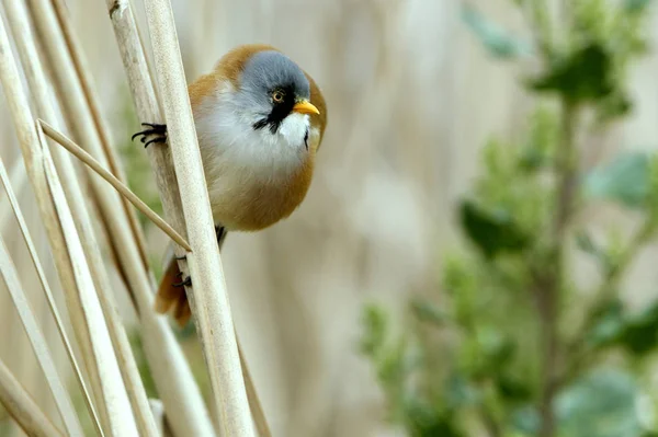 Bărbat Barbă Răsaduri Panurus Biarmicus — Fotografie, imagine de stoc