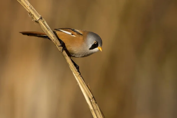 Homem Reedling Barbudo Panurus Biarmicus — Fotografia de Stock