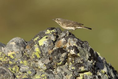 İncir kuşu. Anthus spinoletta.