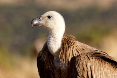 Kızıl akbaba. Gyps fulvus.