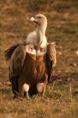 Kızıl akbaba. Gyps fulvus.