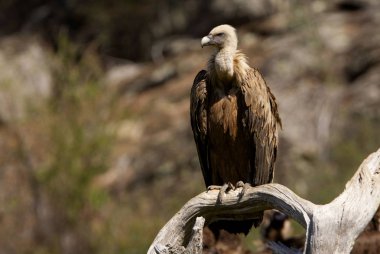 Griffon vulture. Gyps fulvus. clipart