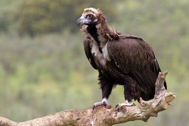 Kara akbaba. Aegypius monachus