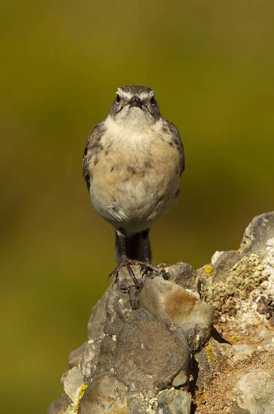 Siwerniak Anthus Spinoletta — Zdjęcie stockowe