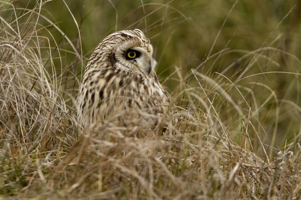 Coruja Orelhas Curtas Asio Flammeus — Fotografia de Stock