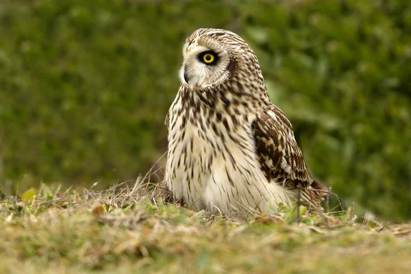 Hibou Des Marais Asio Flammeus — Photo