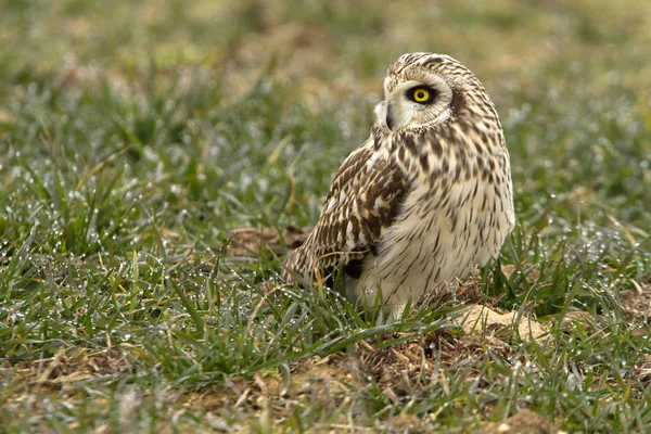 Búho Orejas Cortas Asio Flammeus — Foto de Stock