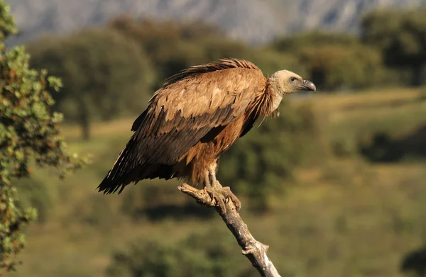 Грифон Стервятник Gyps Fulvus — стоковое фото