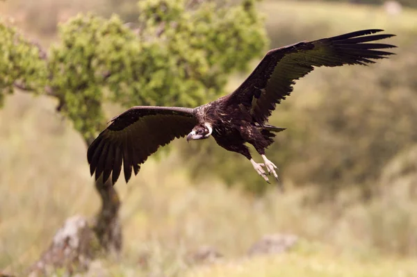 Black Vulture Aegypius Monachus — Stock Photo, Image