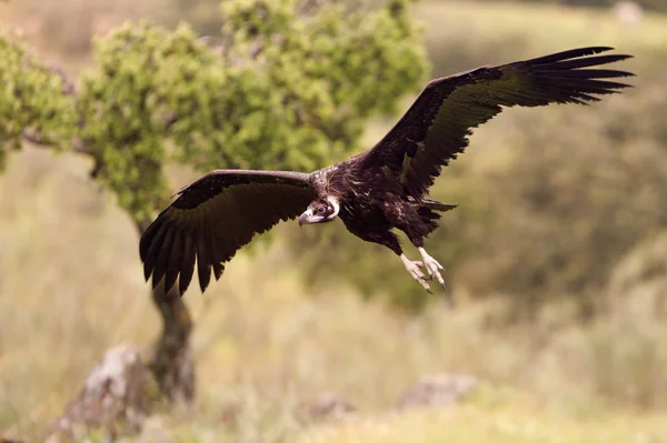 Abutre Negro Aegypius Monachus — Fotografia de Stock