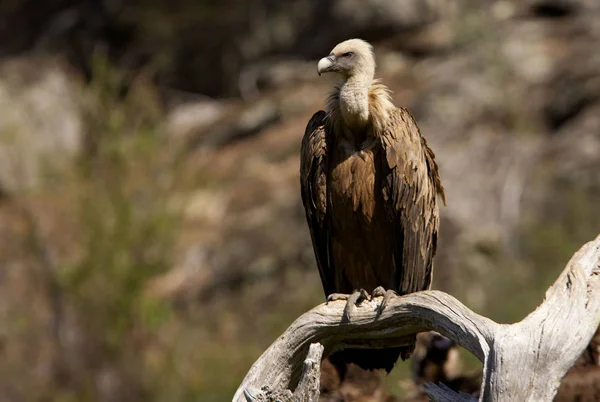 Kızıl akbaba. Gyps fulvus.