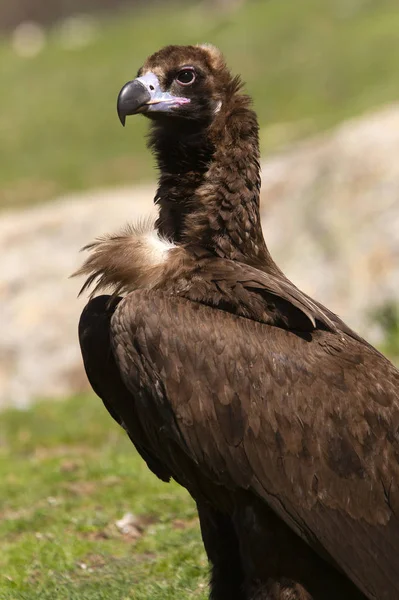 Buitre Negro Aegypius Monachus — Foto de Stock