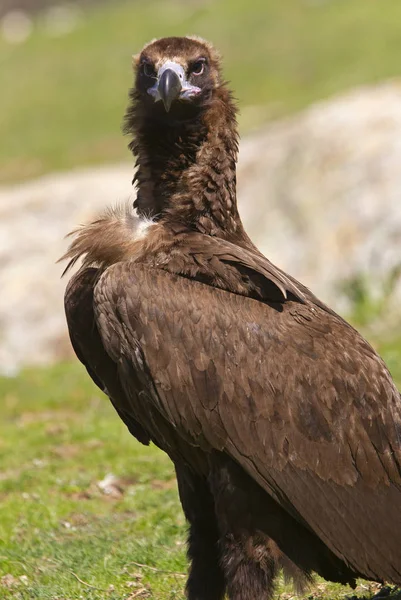 Black Vulture Aegypius Monachus — Stock Photo, Image