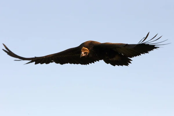 Grågamen Aegypius Monachus — Stockfoto