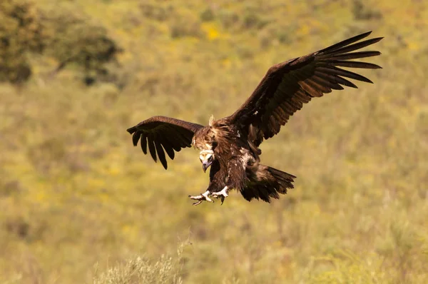 Black Vulture Aegypius Monachus — Stock Photo, Image