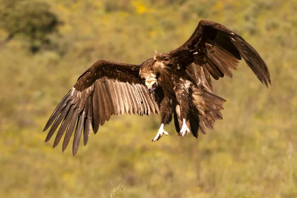 Avvoltoio Nero Egypius Monachus — Foto Stock
