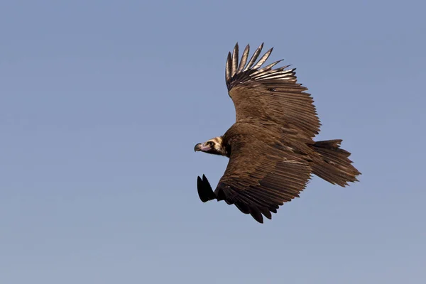 Sęp Black Monachus Augiasza — Zdjęcie stockowe