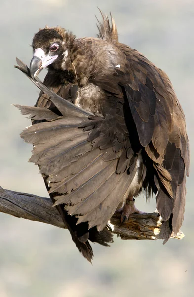 Sęp Black Monachus Augiasza — Zdjęcie stockowe