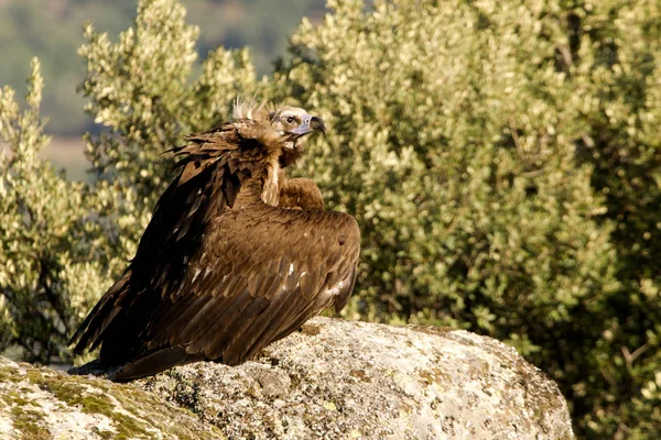 Grågamen Aegypius Monachus — Stockfoto