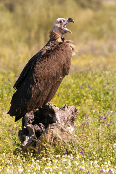 Black Vulture Aegypius Monachus Stock Picture