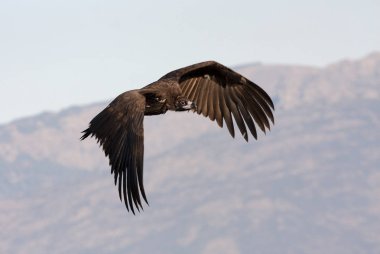Kara akbaba. Aegypius monachus