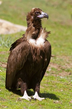 Kara akbaba. Aegypius monachus