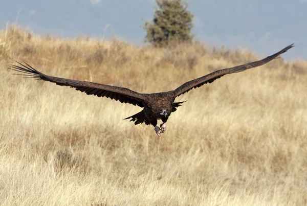 Black Vulture Aegypius Monachus — Stock Photo, Image