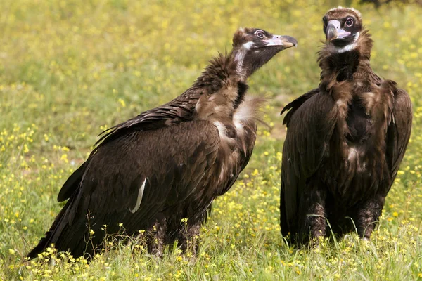 Black Vulture Aegypius Monachus Stock Photo