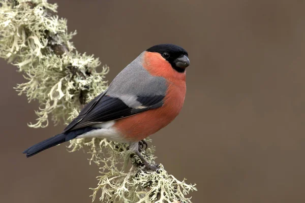 Maschio Finocchio Eurasiatico Pirrhula Pirrhula — Foto Stock