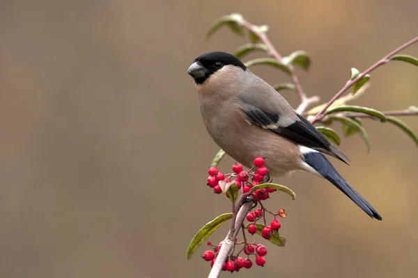 Hona Eurasiska Domherre Pyrrhula Pyrrhula — Stockfoto