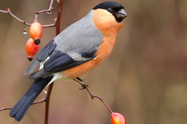 Maschio Finocchio Eurasiatico Pirrhula Pirrhula — Foto Stock