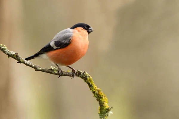 Männchen Des Gimpels Pyrrhula Pyrrhula — Stockfoto