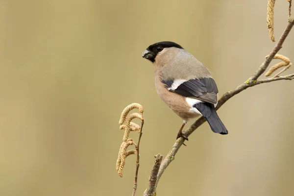 Weibchen Des Gimpels Pyrrhula Pyrrhula — Stockfoto