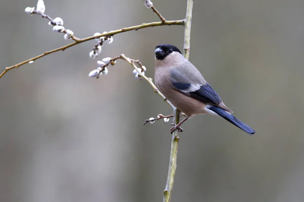 Weibchen Des Gimpels Pyrrhula Pyrrhula — Stockfoto