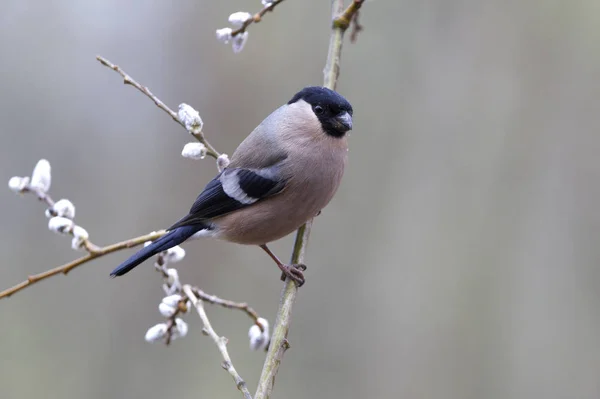 Weibchen Des Gimpels Pyrrhula Pyrrhula — Stockfoto