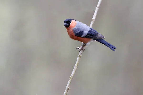 Homem Bullfinch Eurasiano Pirrácula Pirrácula — Fotografia de Stock