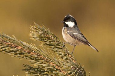 Kömür baştankara. Periparus bırakmayın.