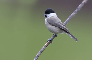 Bataklık met. Poecile palustris