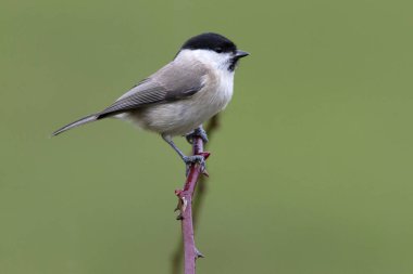 Bataklık met. Poecile palustris