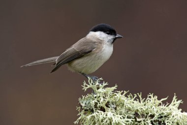 Bataklık met. Poecile palustris