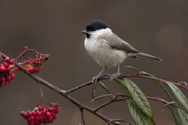 Bataklık met. Poecile palustris