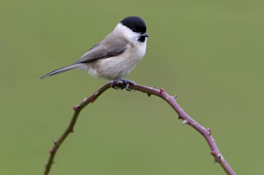 Bataklık met. Poecile palustris
