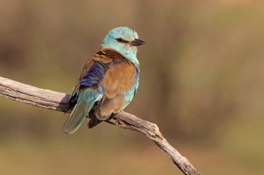 Coracias garrulus. Avrupa silindir.