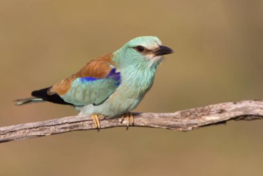 Coracias garrulus. Avrupa silindir.