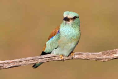Coracias garrulus. Avrupa silindir.